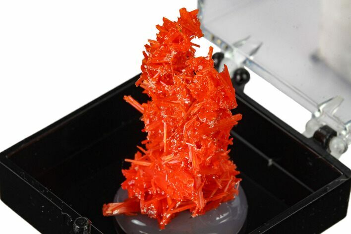 Bright Orange Crocoite Crystal Cluster - Tasmania #171662